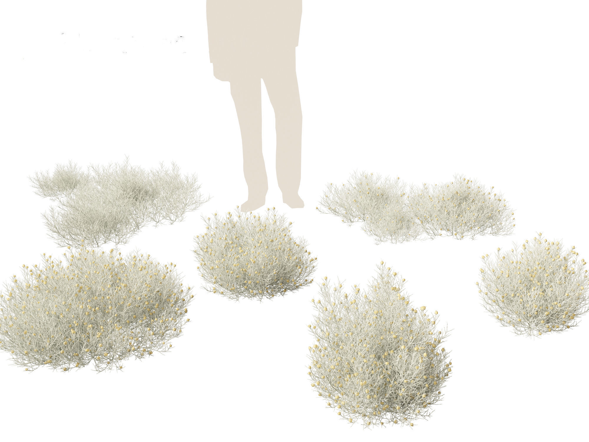 Leucophyta brownii - Cushion bush 3D model_9