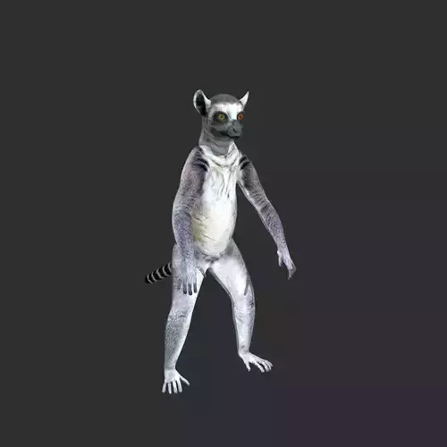 Ring Tailed Lemur 3D model
