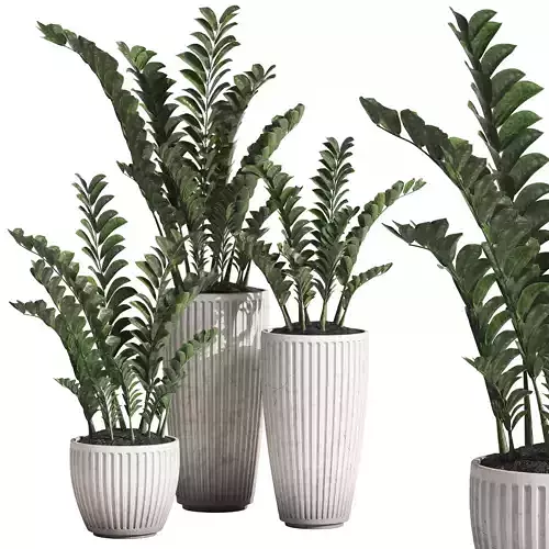 Zamioculcas Zamiifolia