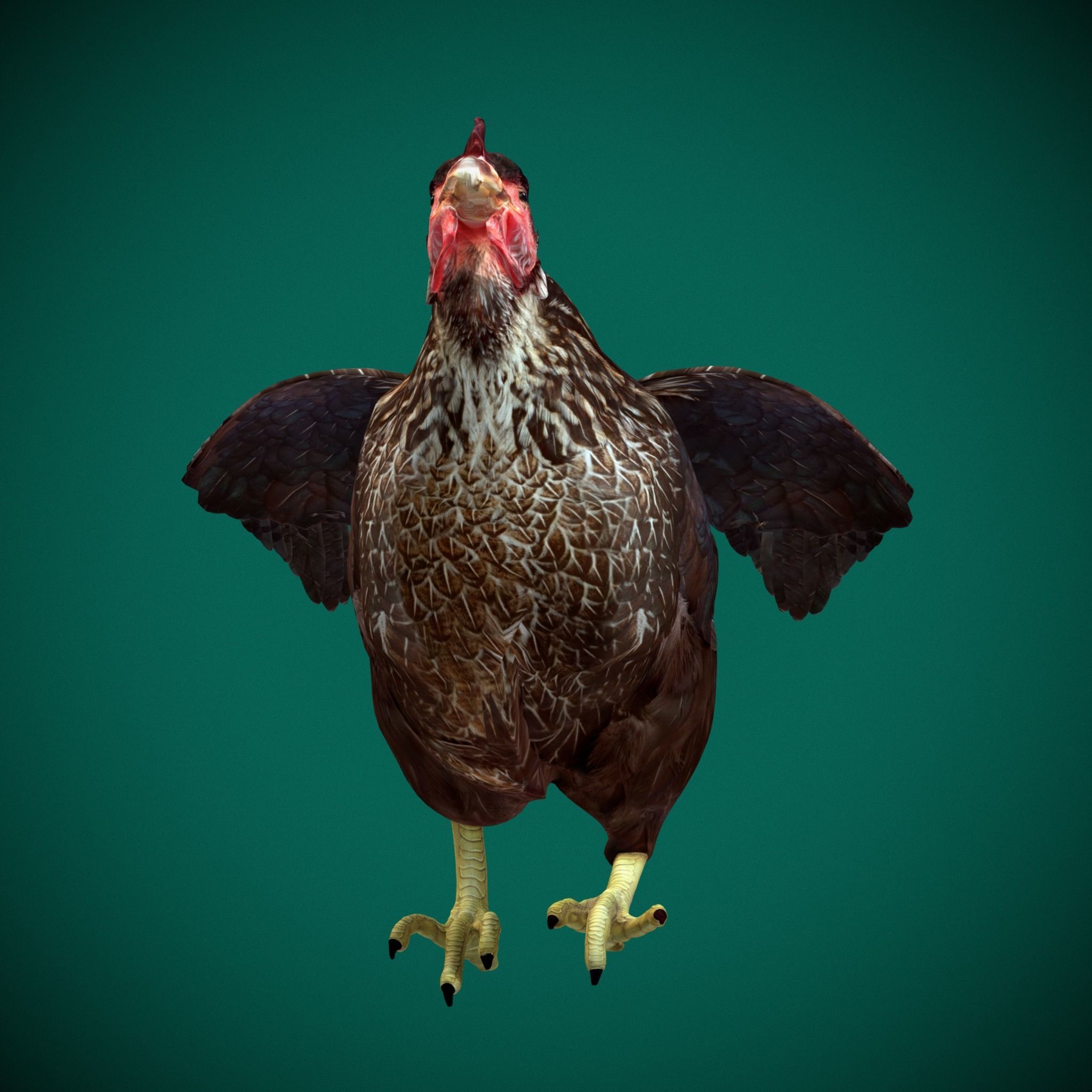 Marans Black Chicken 3D model_10