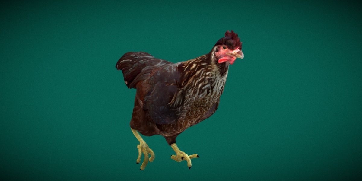Marans Black Chicken 3D model_13