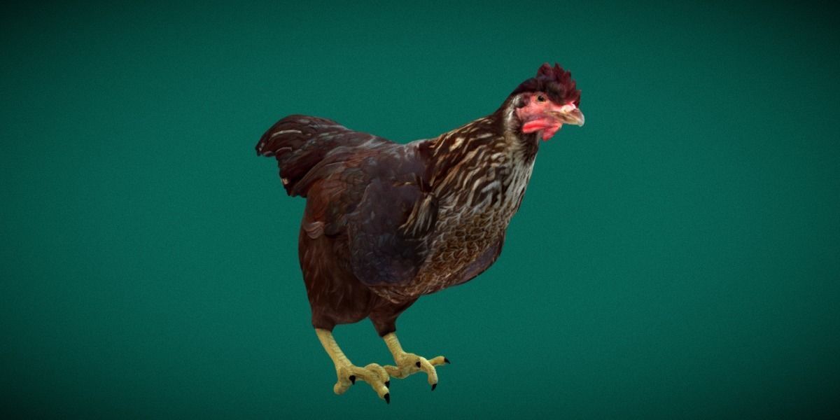 Marans Black Chicken 3D model_21