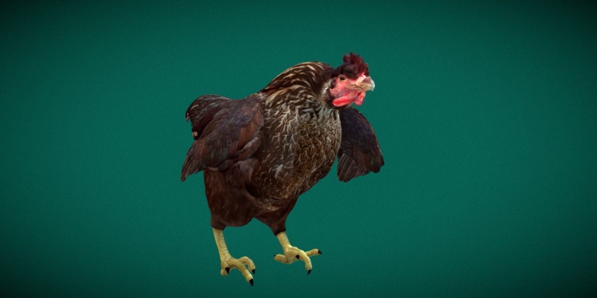 Marans Black Chicken 3D model_3