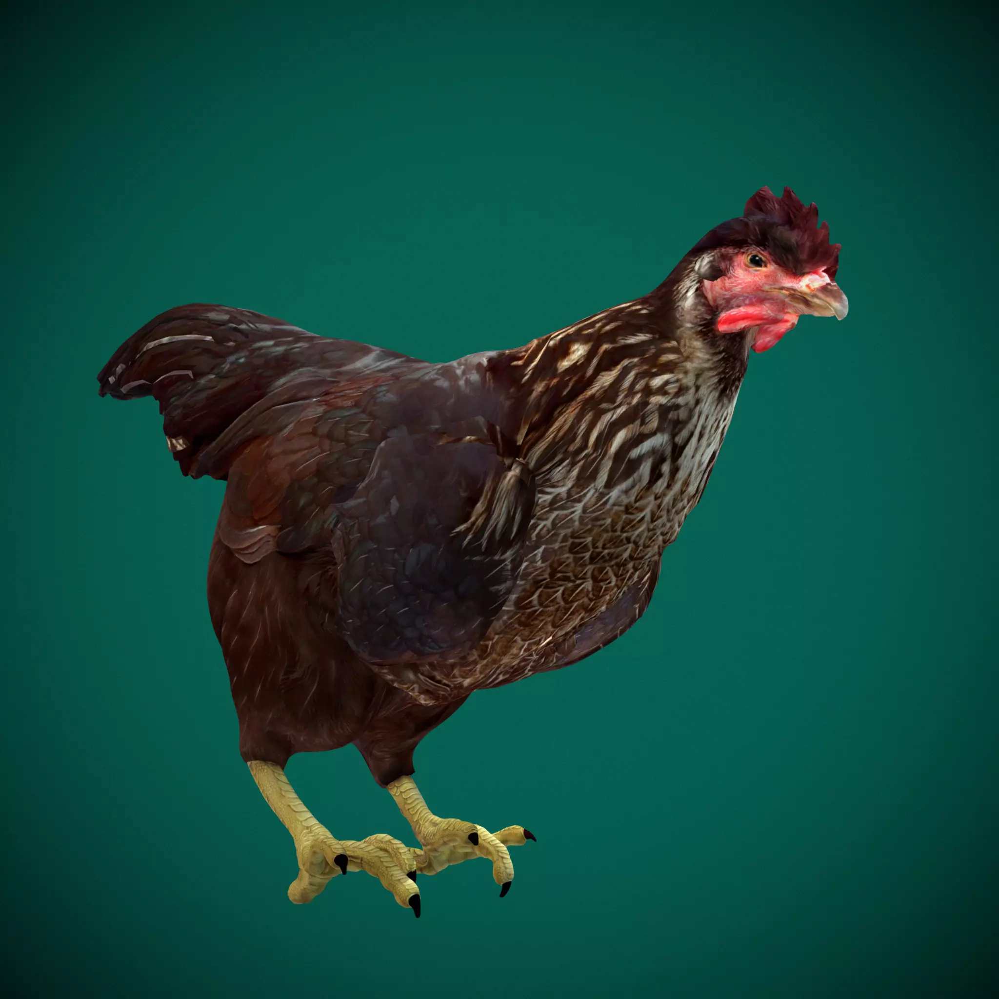 Marans Black Chicken 3D model_0