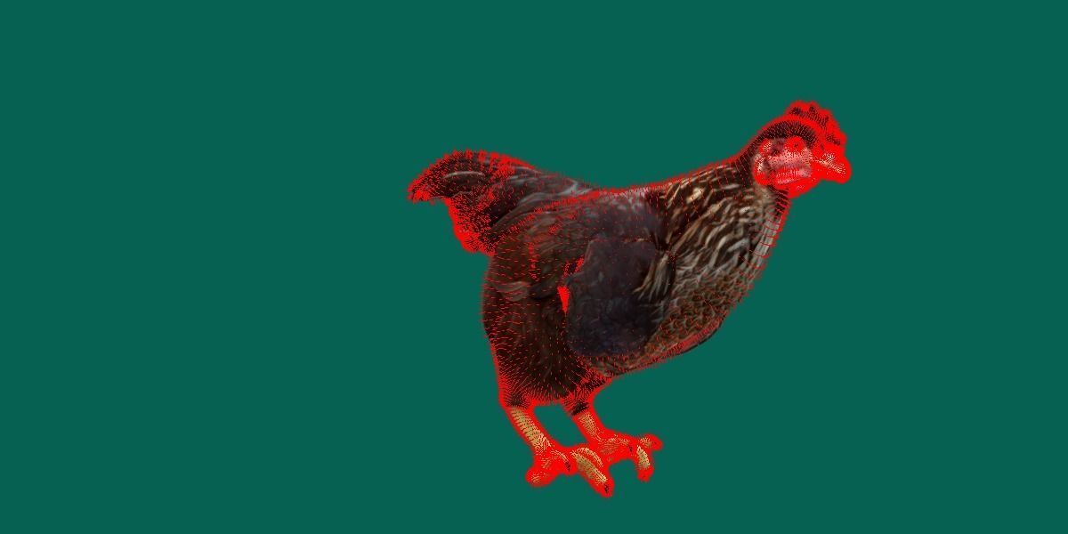 Marans Black Chicken 3D model_7