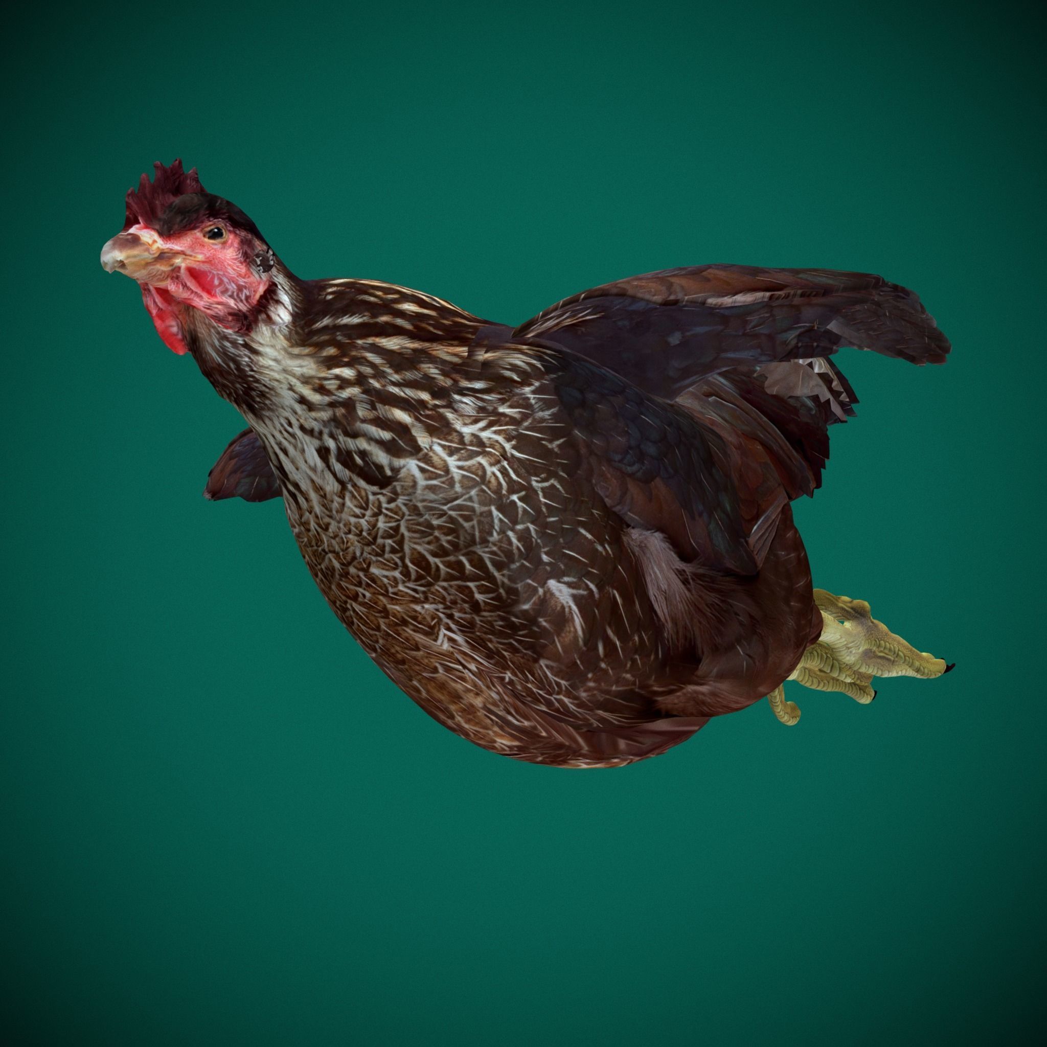 Marans Black Chicken 3D model_12