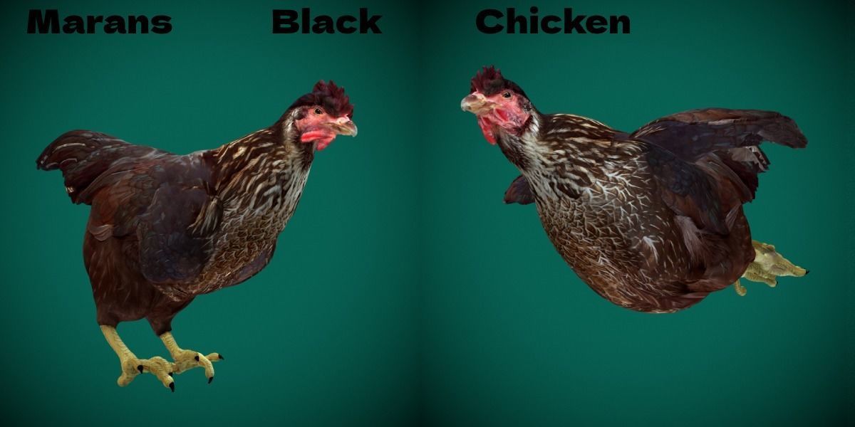 Marans Black Chicken 3D model_2