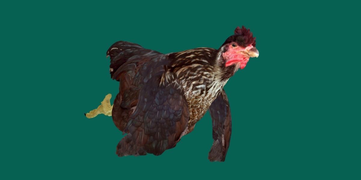 Marans Black Chicken 3D model_17