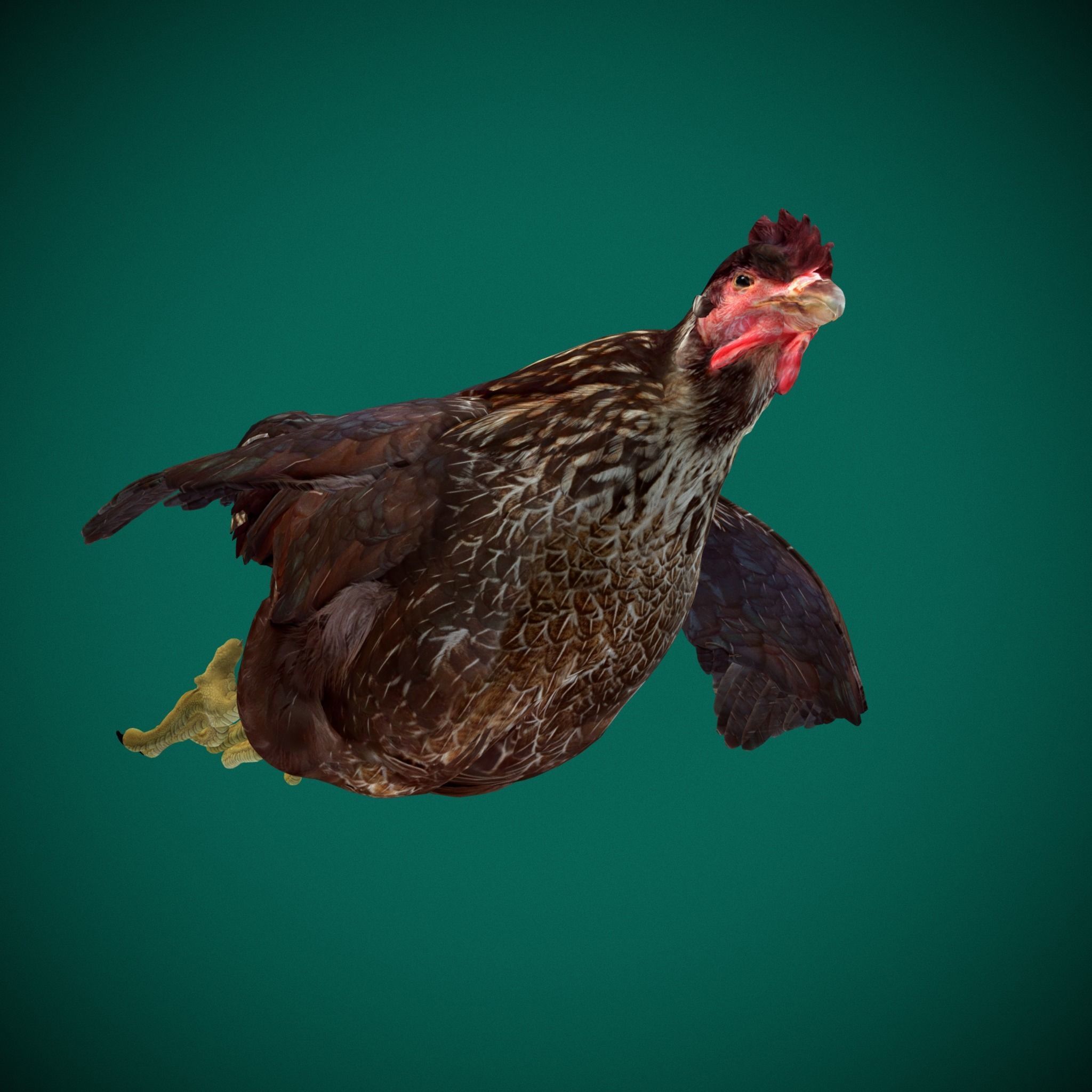 Marans Black Chicken 3D model_11