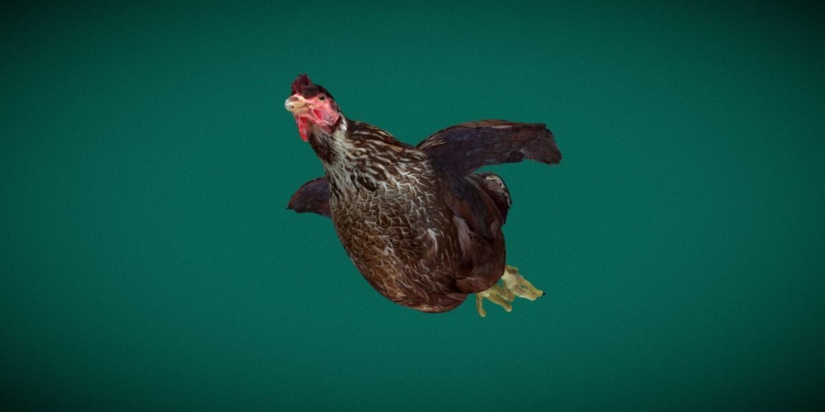Marans Black Chicken 3D model_14
