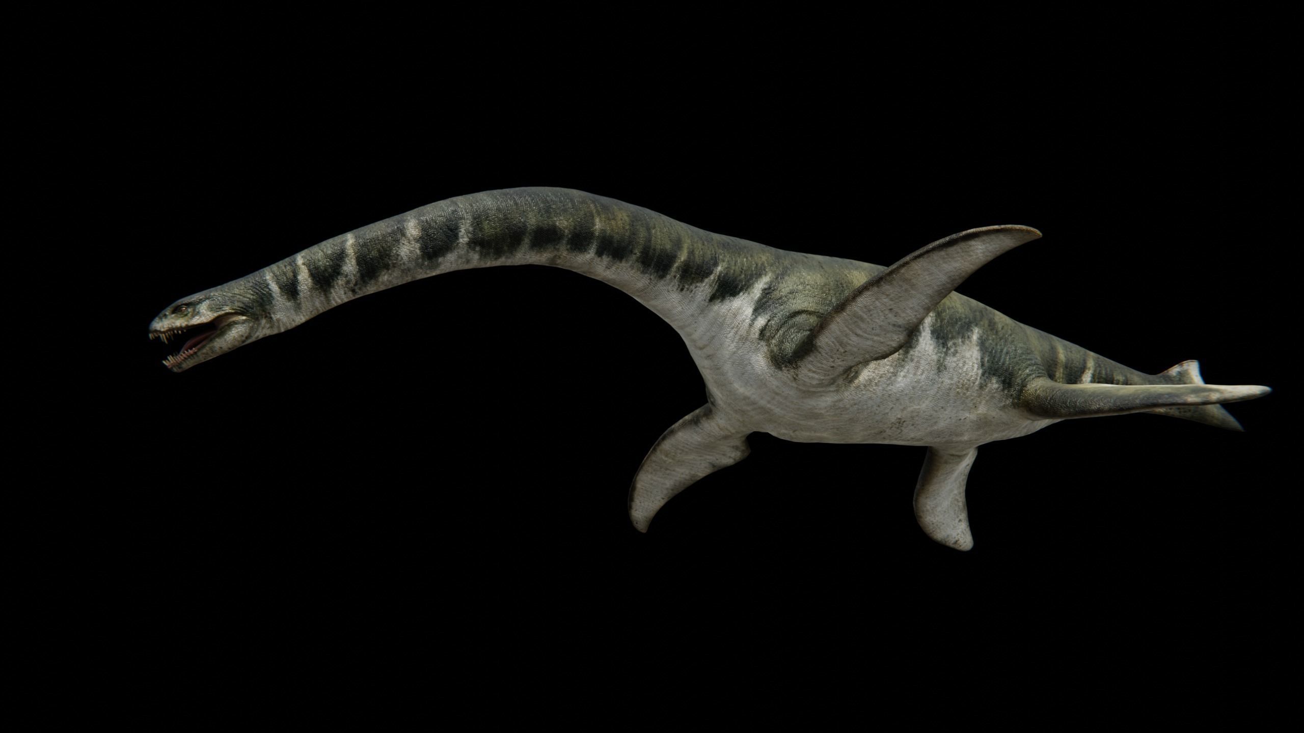 Zarafasaura - Plesiosaurs Elasmosaurs Low-poly 3D model_10