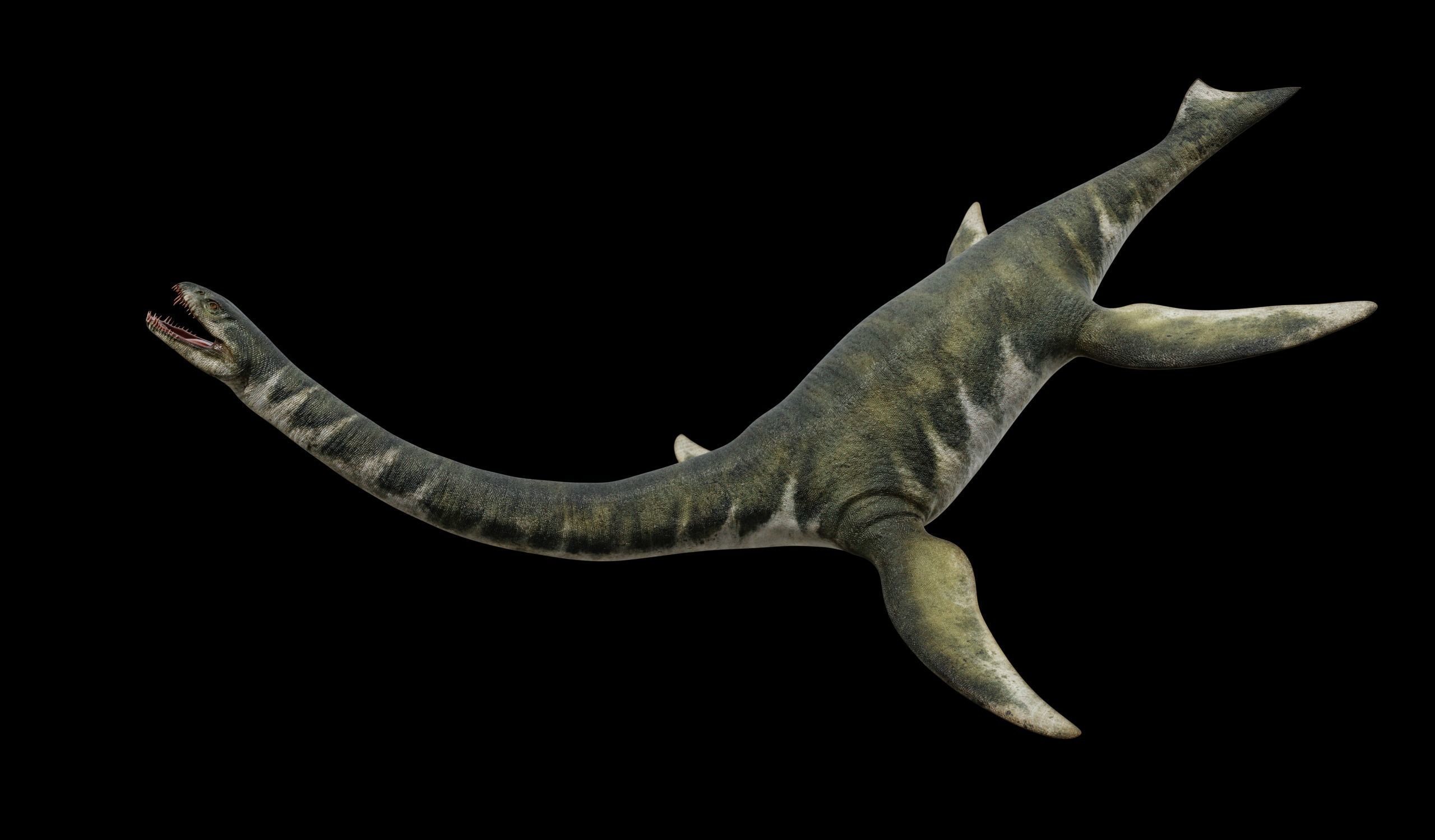 Zarafasaura - Plesiosaurs Elasmosaurs Low-poly 3D model_3