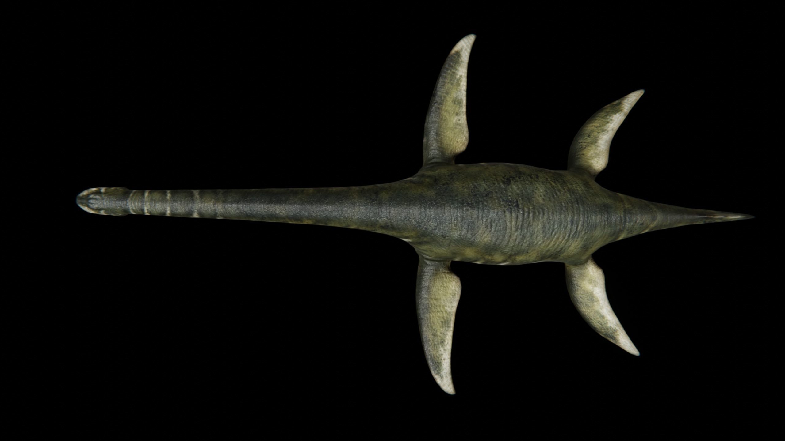 Zarafasaura - Plesiosaurs Elasmosaurs Low-poly 3D model_9