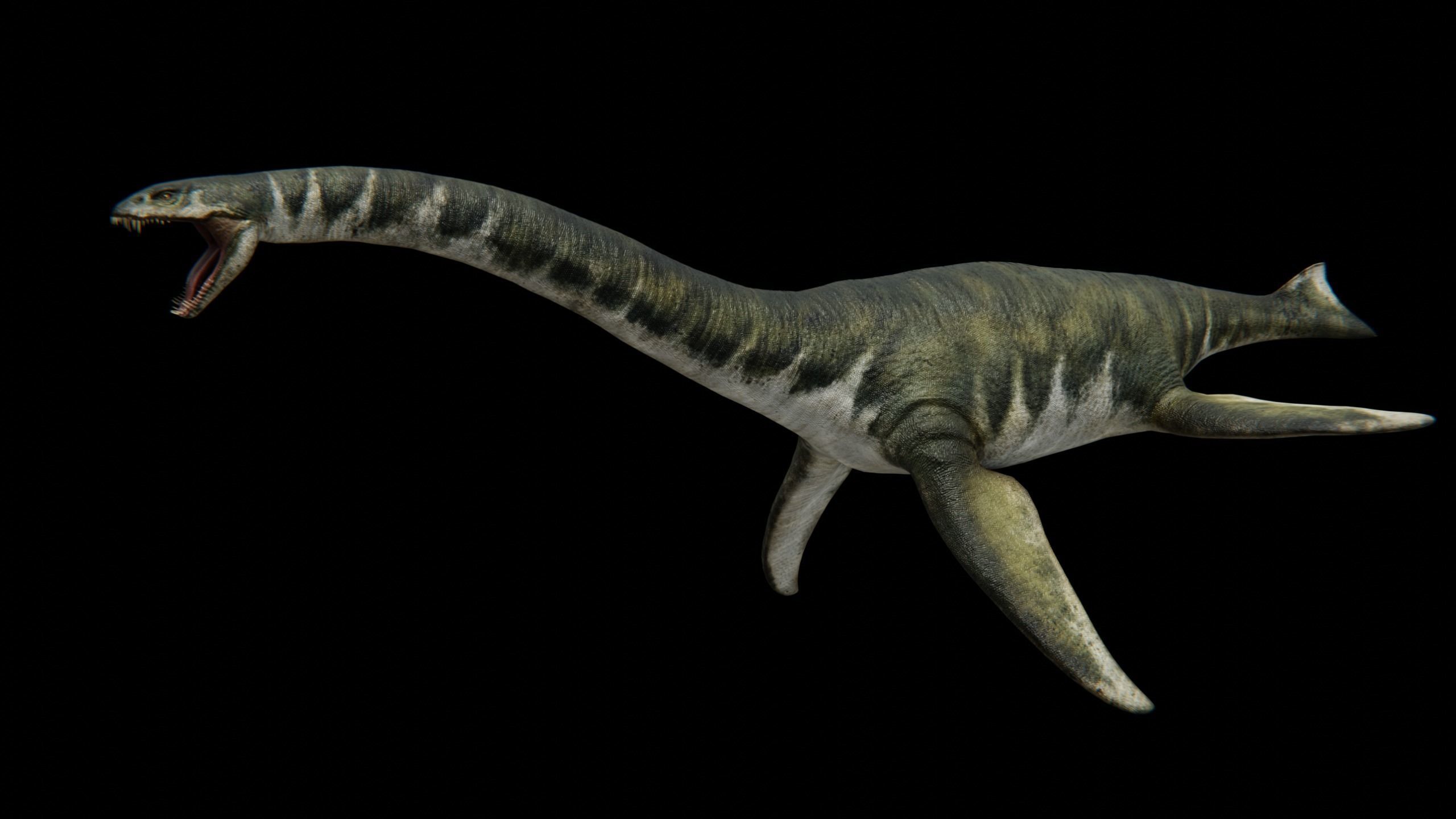 Zarafasaura - Plesiosaurs Elasmosaurs Low-poly 3D model_15
