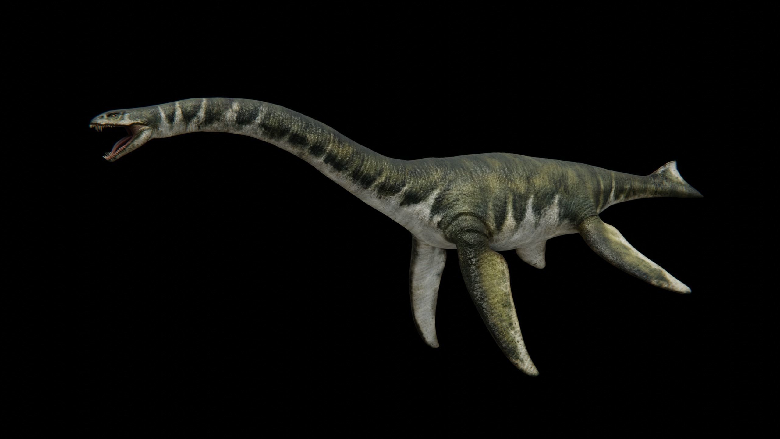 Zarafasaura - Plesiosaurs Elasmosaurs Low-poly 3D model_21