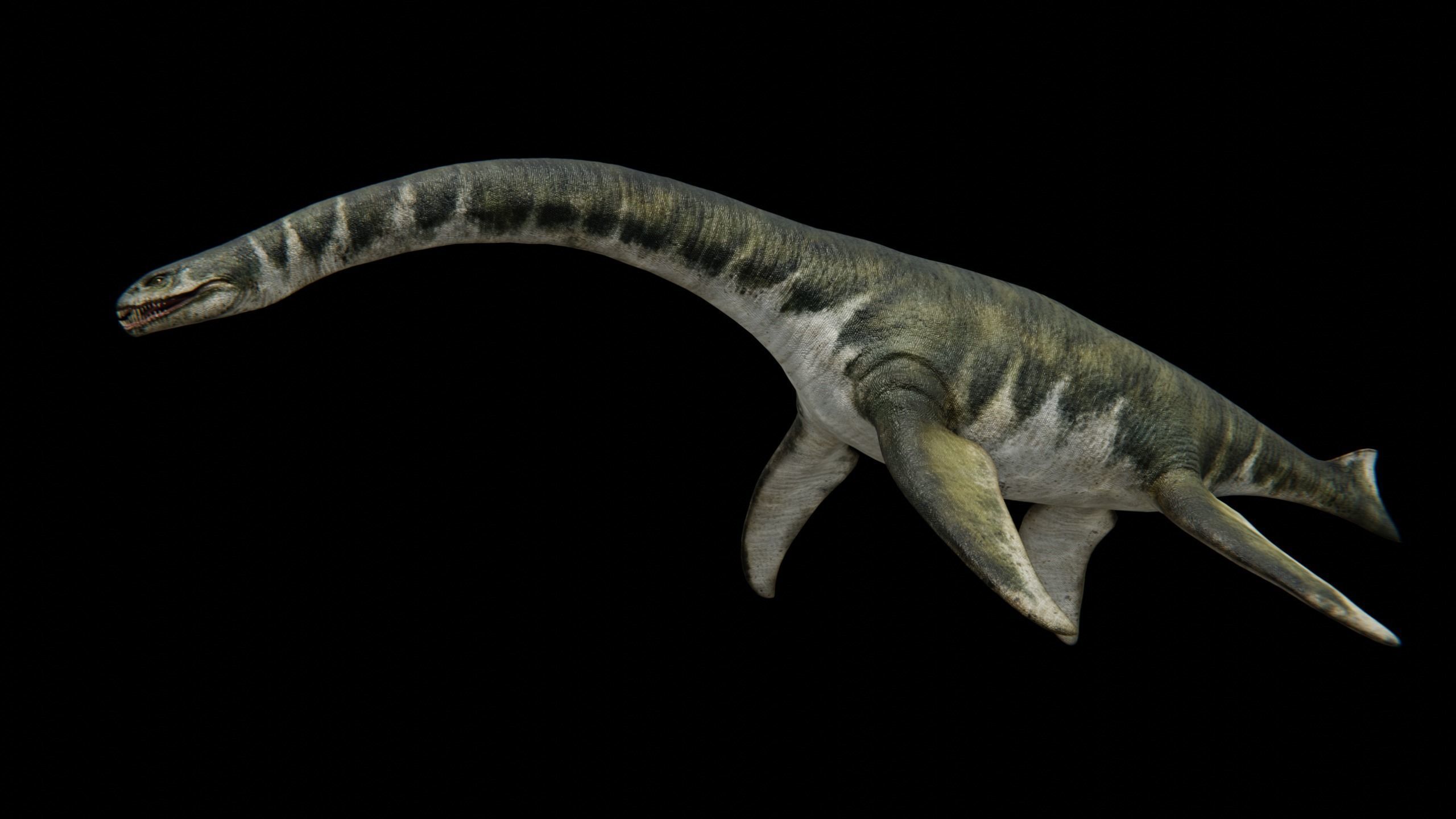 Zarafasaura - Plesiosaurs Elasmosaurs Low-poly 3D model_4