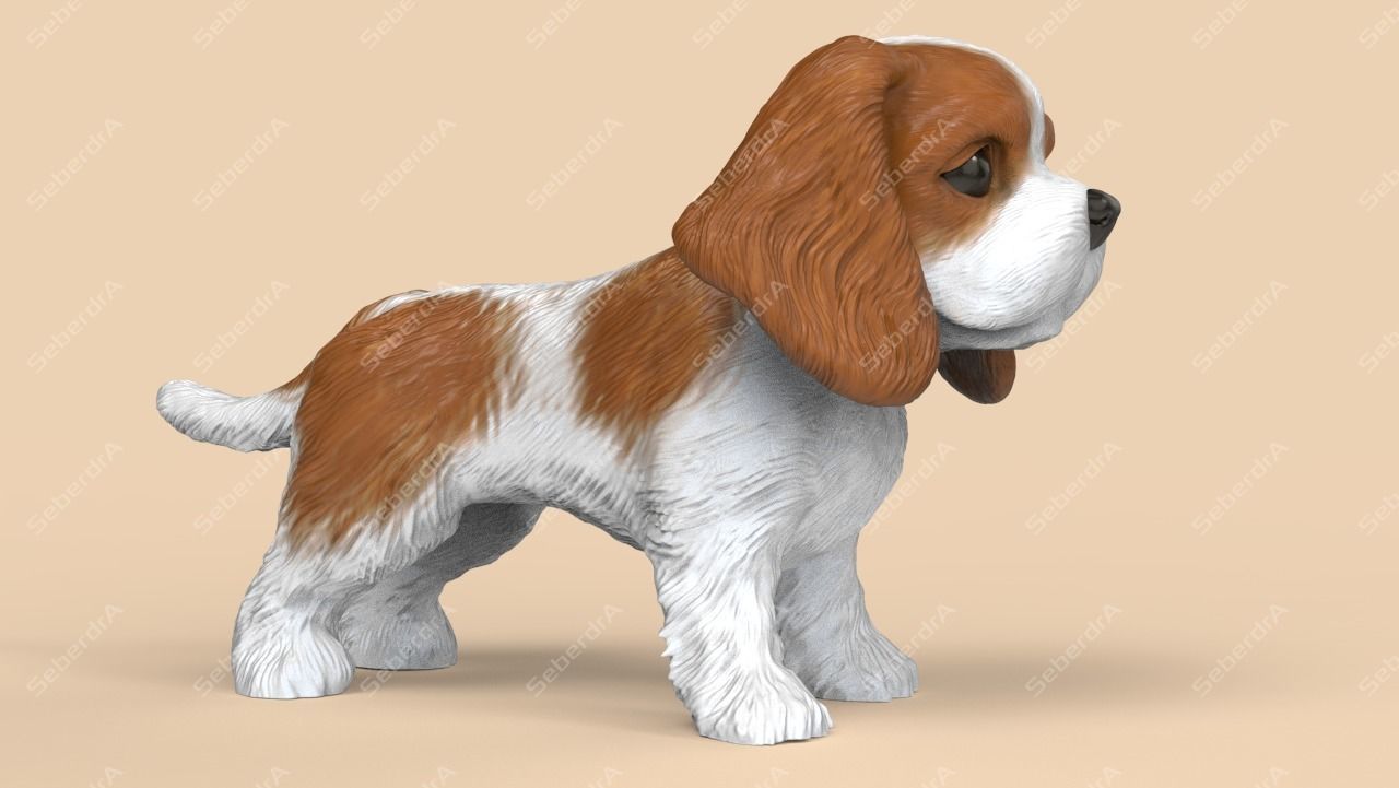 Cute Cavalier King Charles Spaniel STL and VRML 3D print model_3