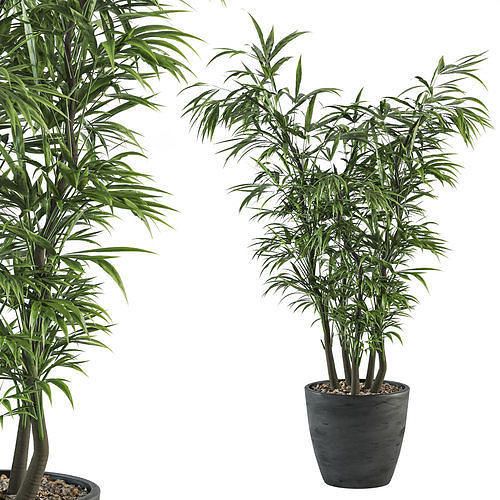 indoor plant 05 3D model