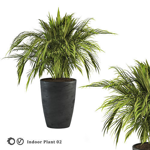 indoor plant 02 3D model