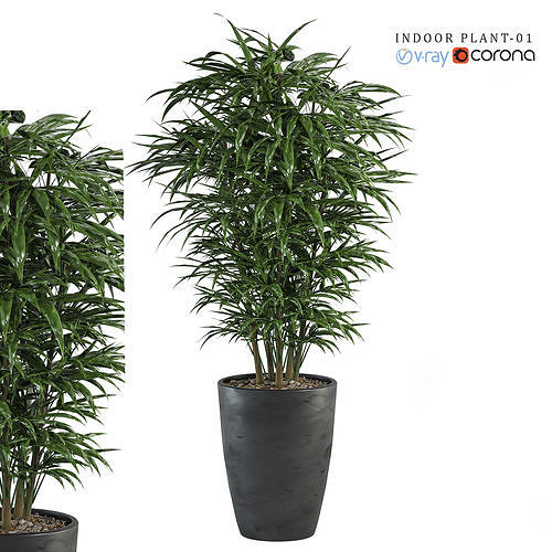 Indoor Plant  3D model