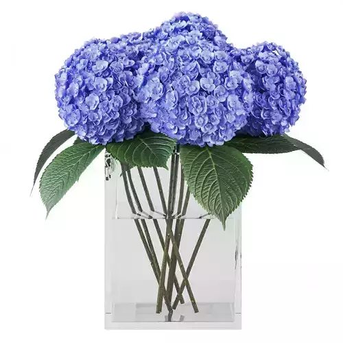 hydrangea 01