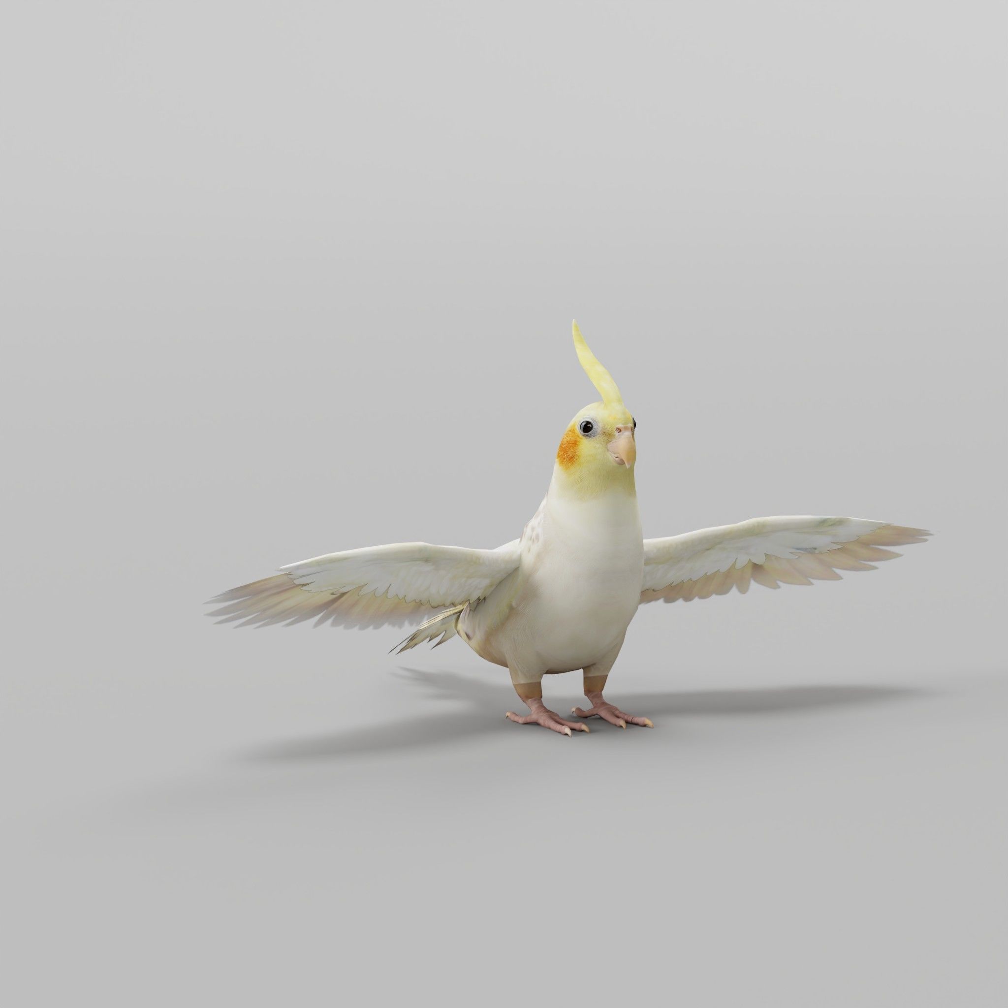 Cockatiel Parrot Bird 3D model_4