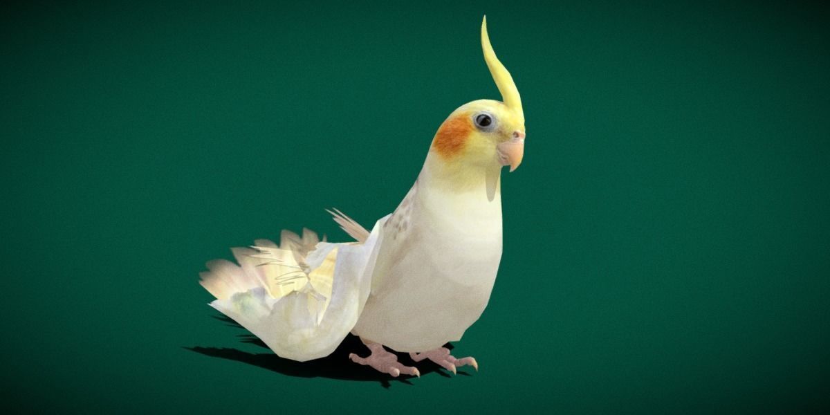 Cockatiel Parrot Bird 3D model_22