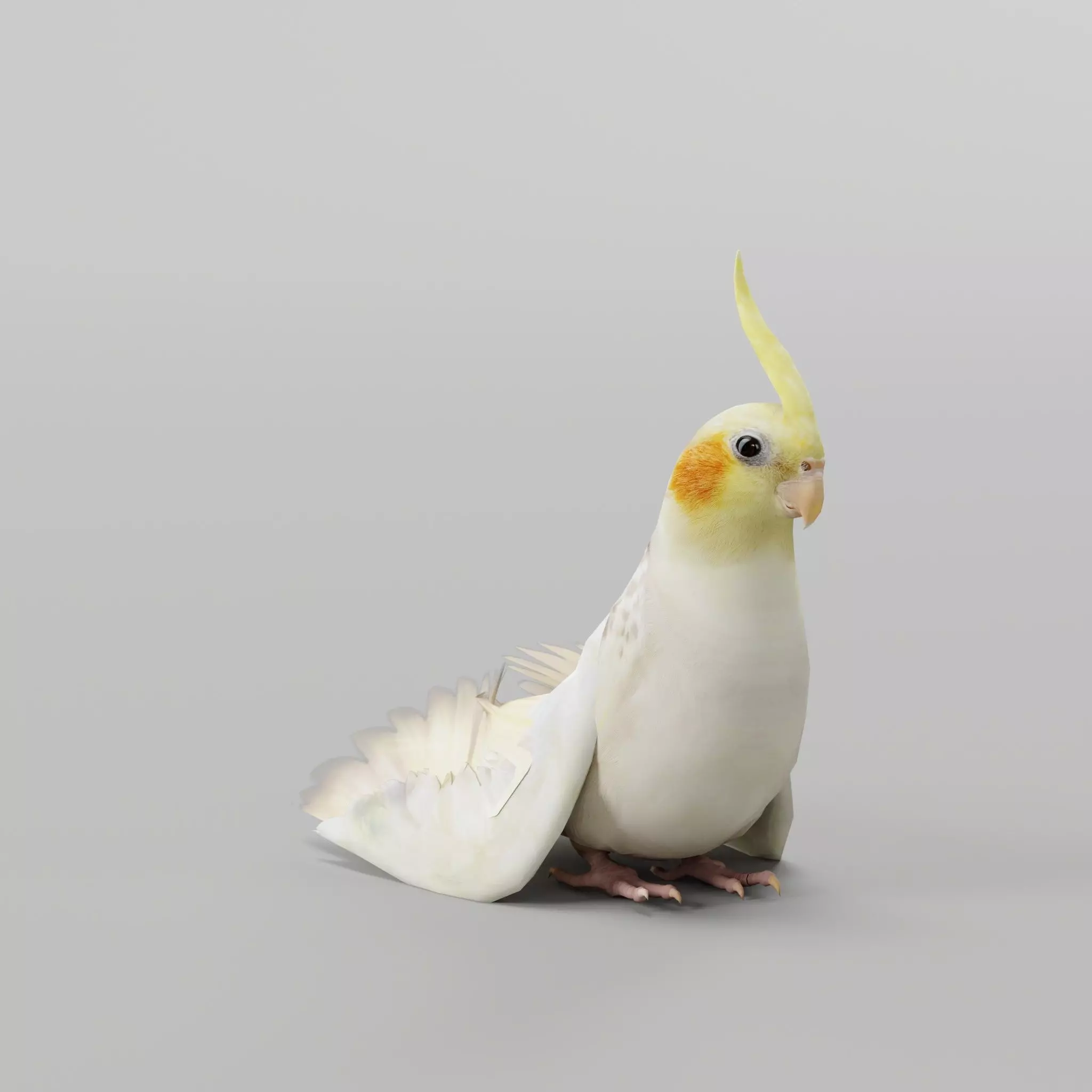 Cockatiel Parrot Bird 3D model_0