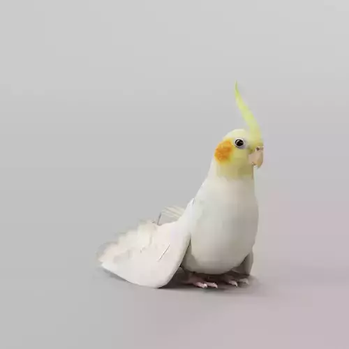 Cockatiel Parrot Bird 3D model