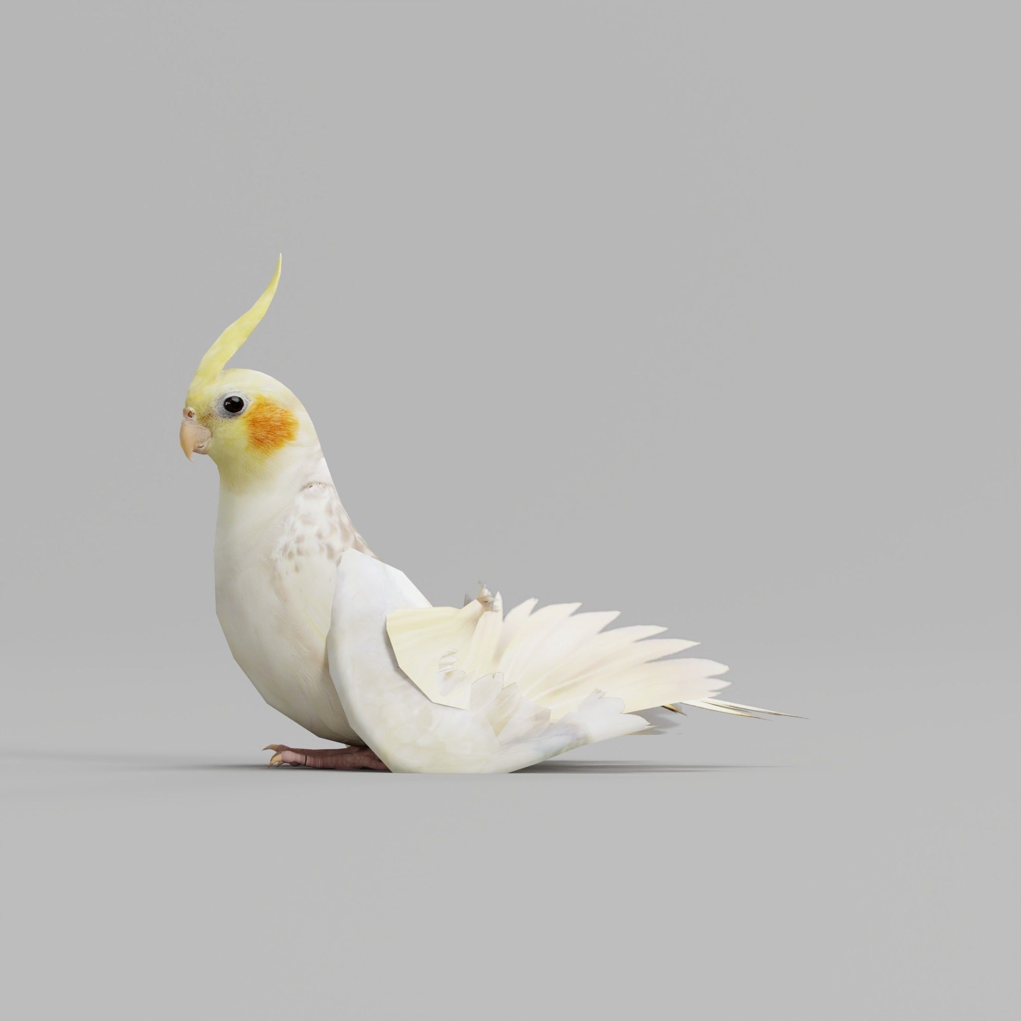Cockatiel Parrot Bird 3D model_3