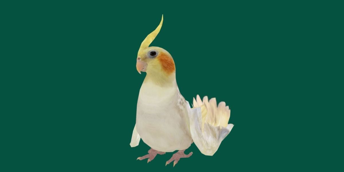 Cockatiel Parrot Bird 3D model_17