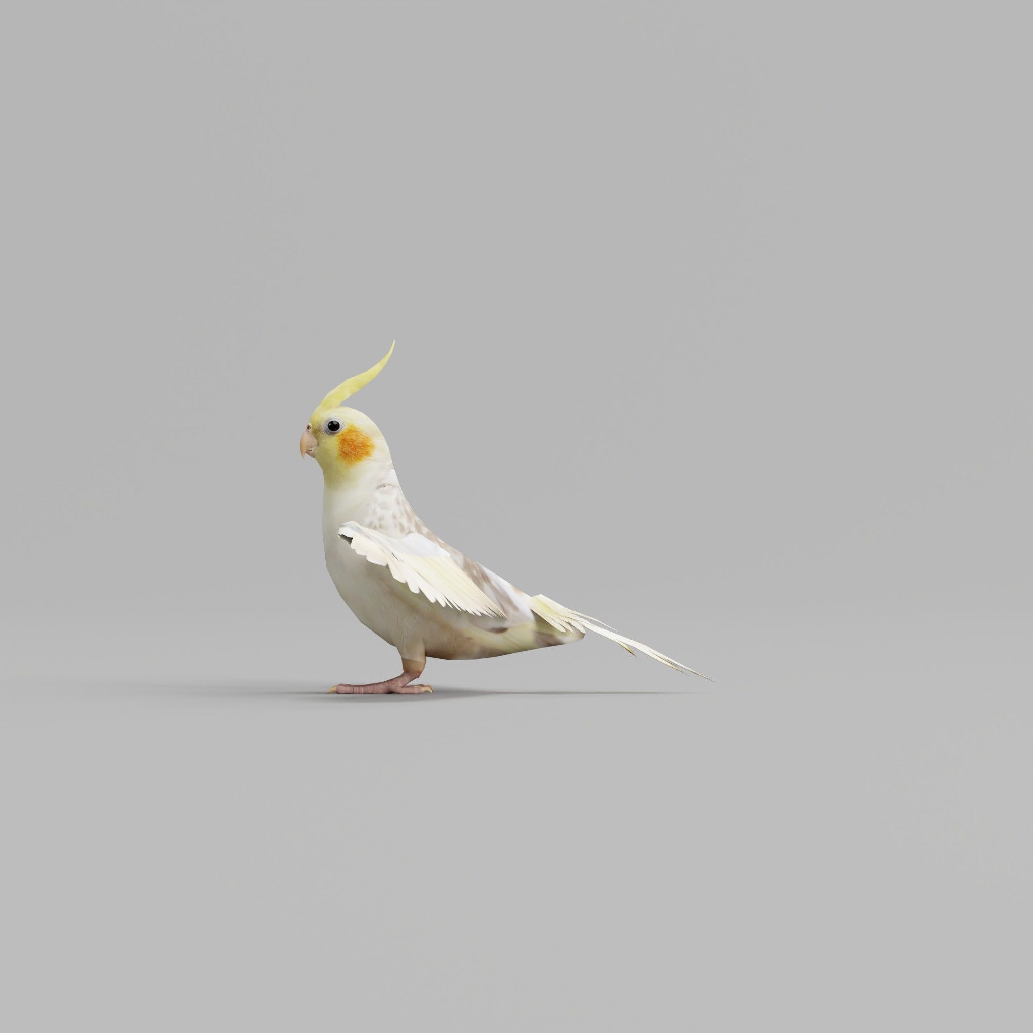 Cockatiel Parrot Bird 3D model_6