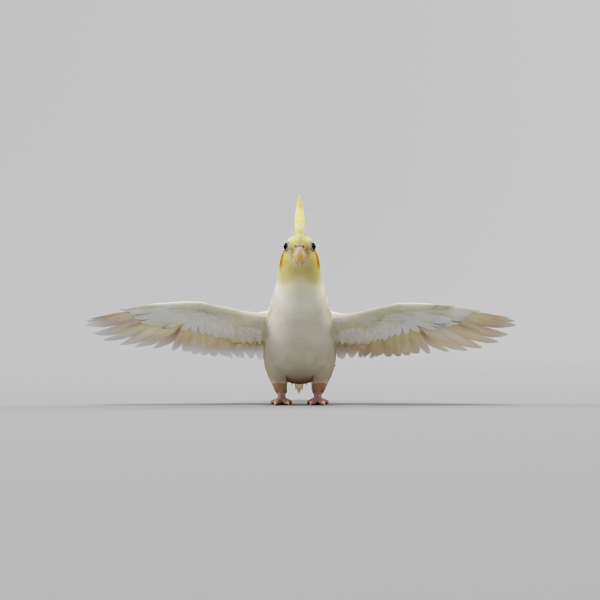 Cockatiel Parrot Bird 3D model_5