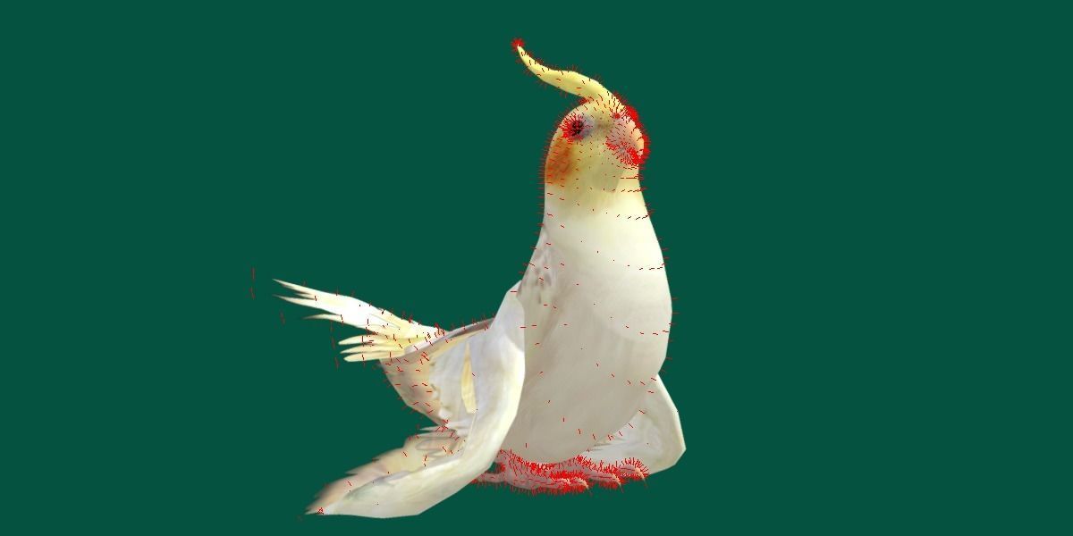 Cockatiel Parrot Bird 3D model_12