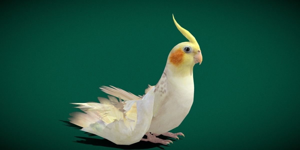 Cockatiel Parrot Bird 3D model_7