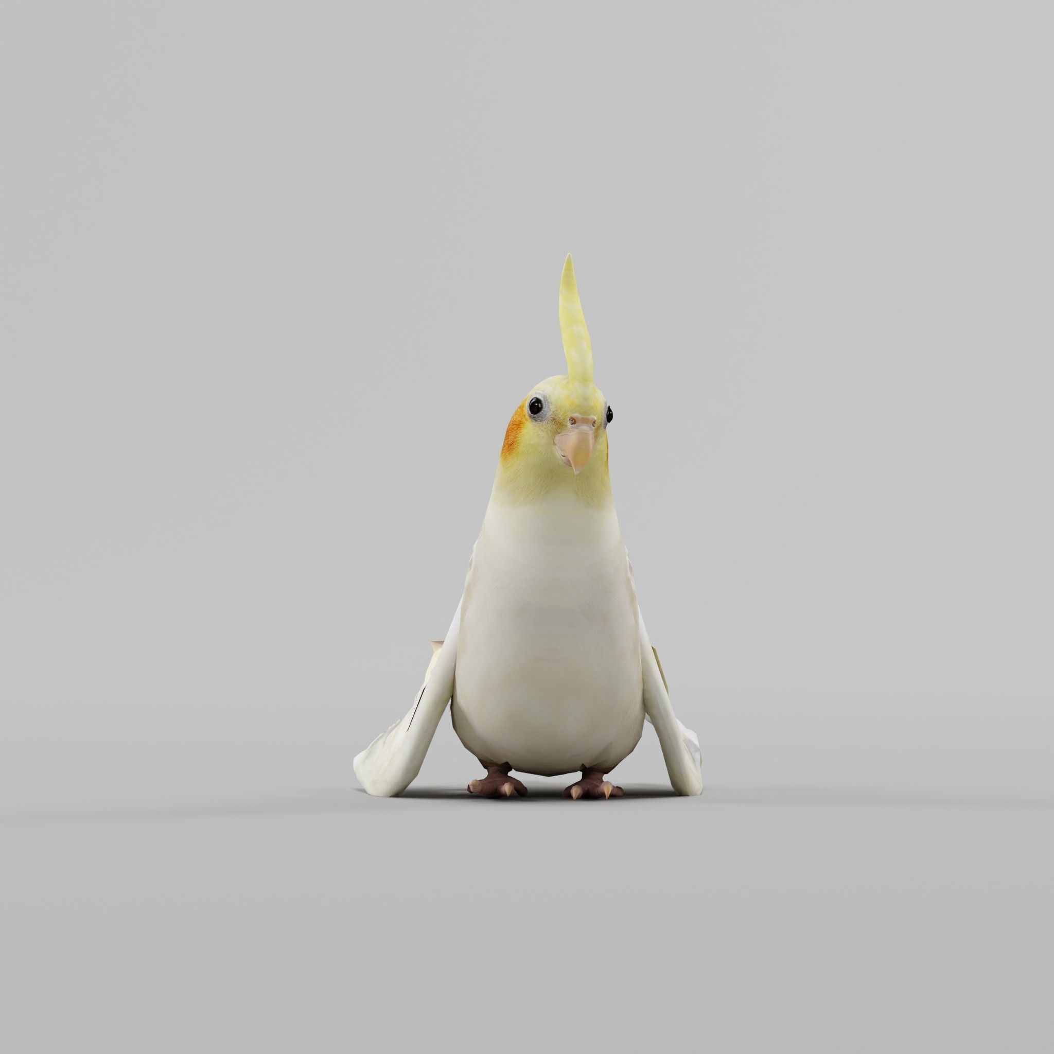 Cockatiel Parrot Bird 3D model_2