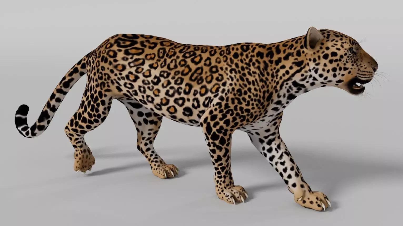 Leopard Run Cycle - Animation 3D model 3D model_0