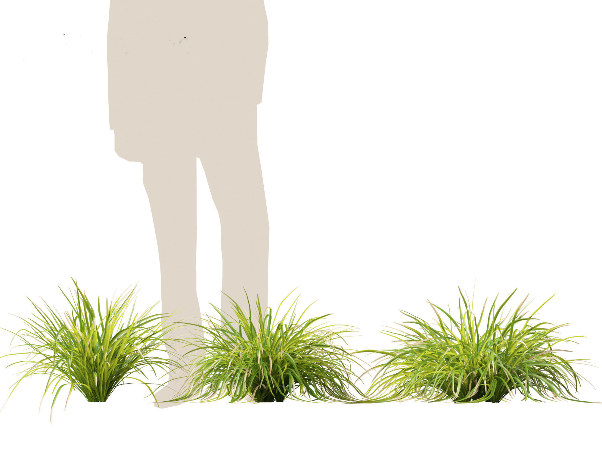 Lomandra longifolia - Spiny-head mat-rush  3D model_7