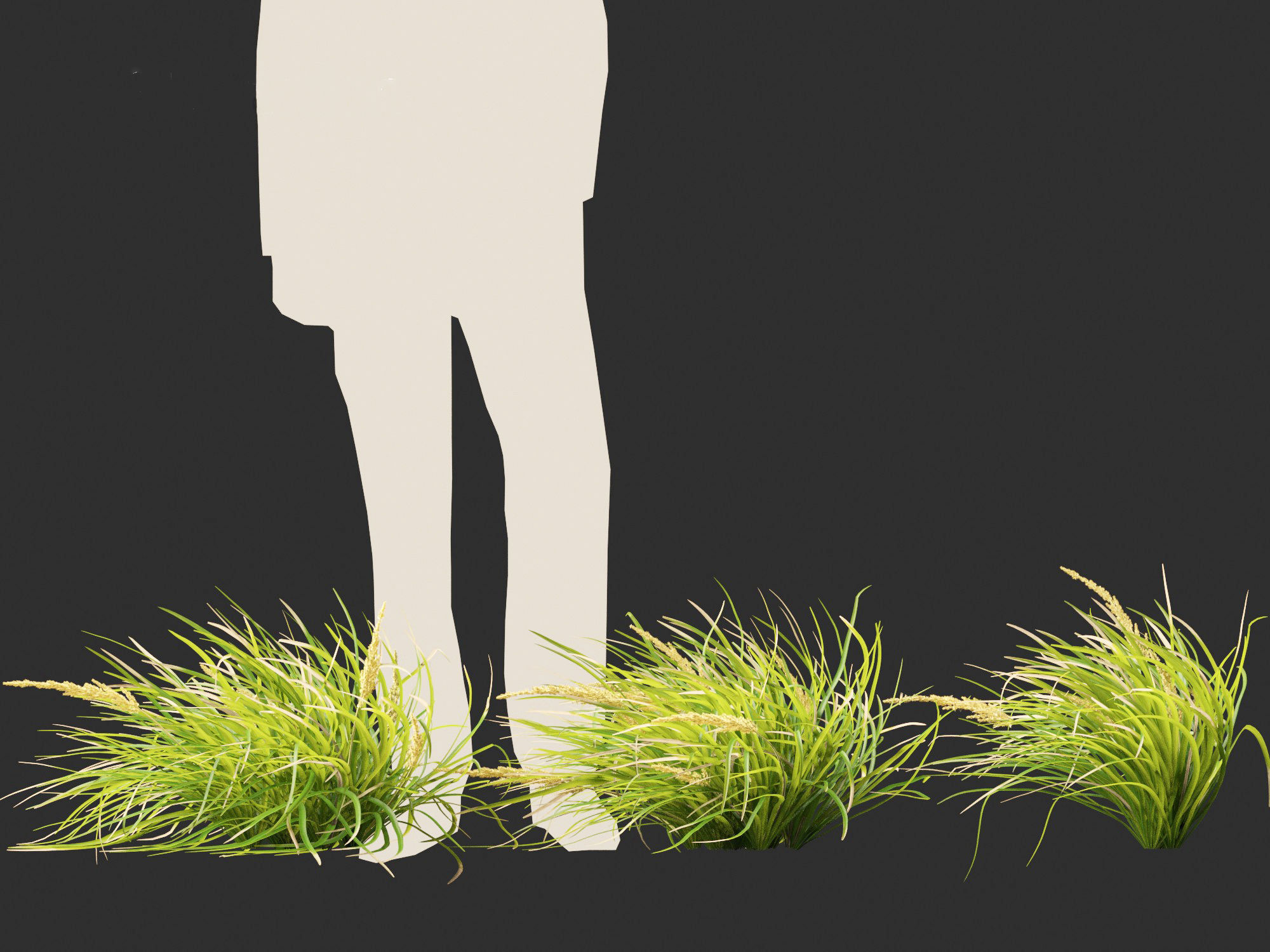 Lomandra longifolia - Spiny-head mat-rush  3D model_1