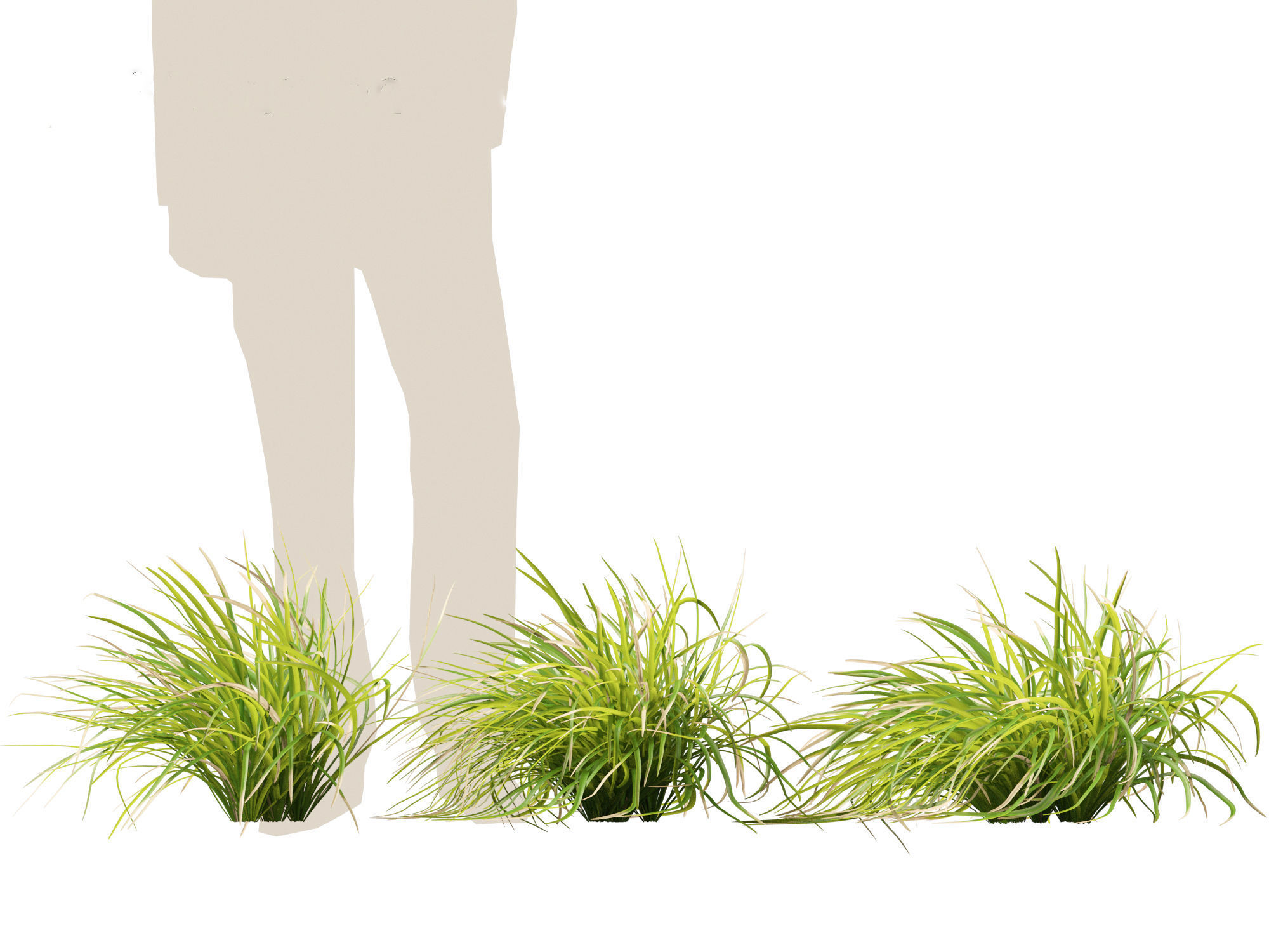 Lomandra longifolia - Spiny-head mat-rush  3D model_11