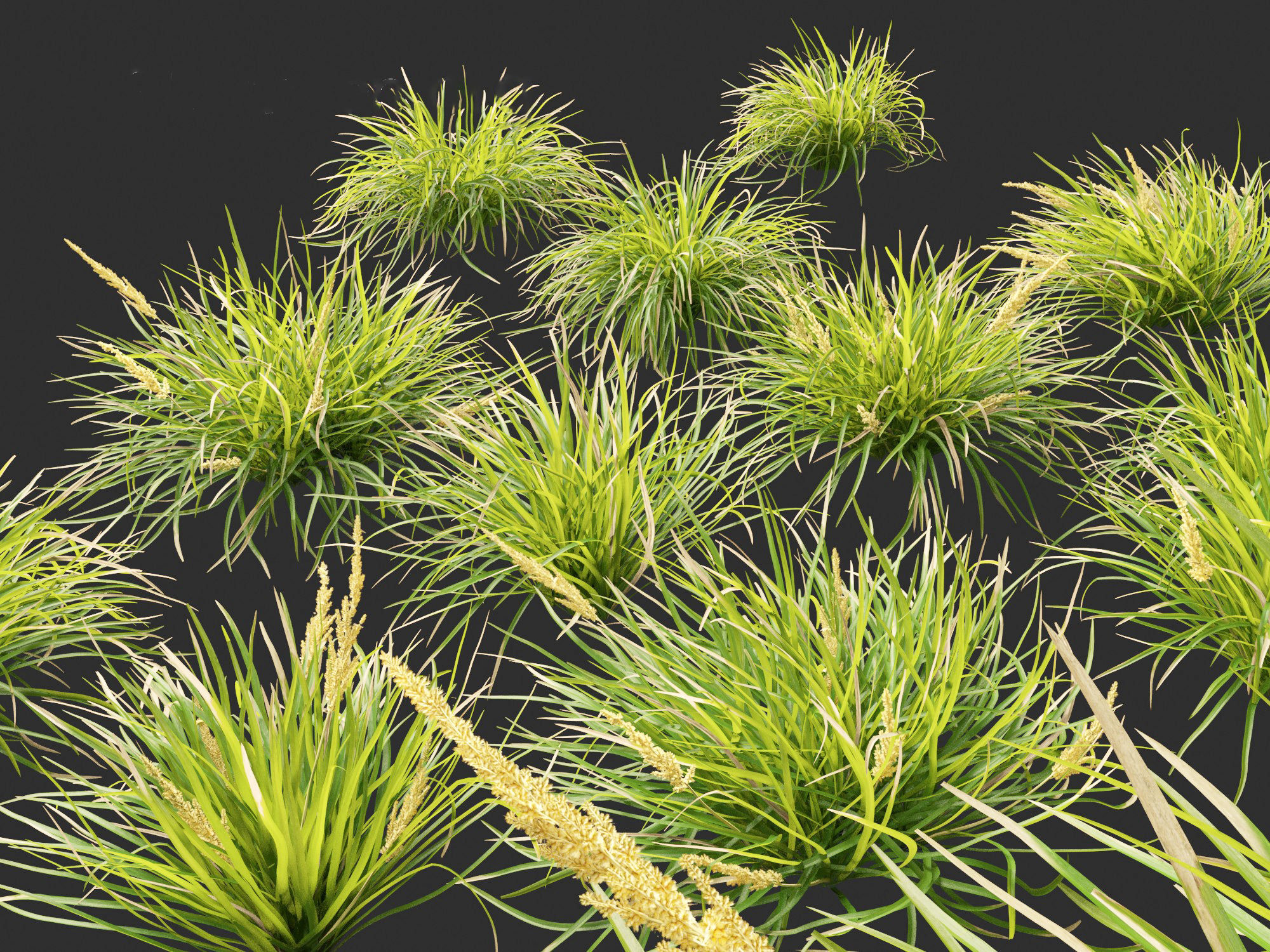 Lomandra longifolia - Spiny-head mat-rush  3D model_3