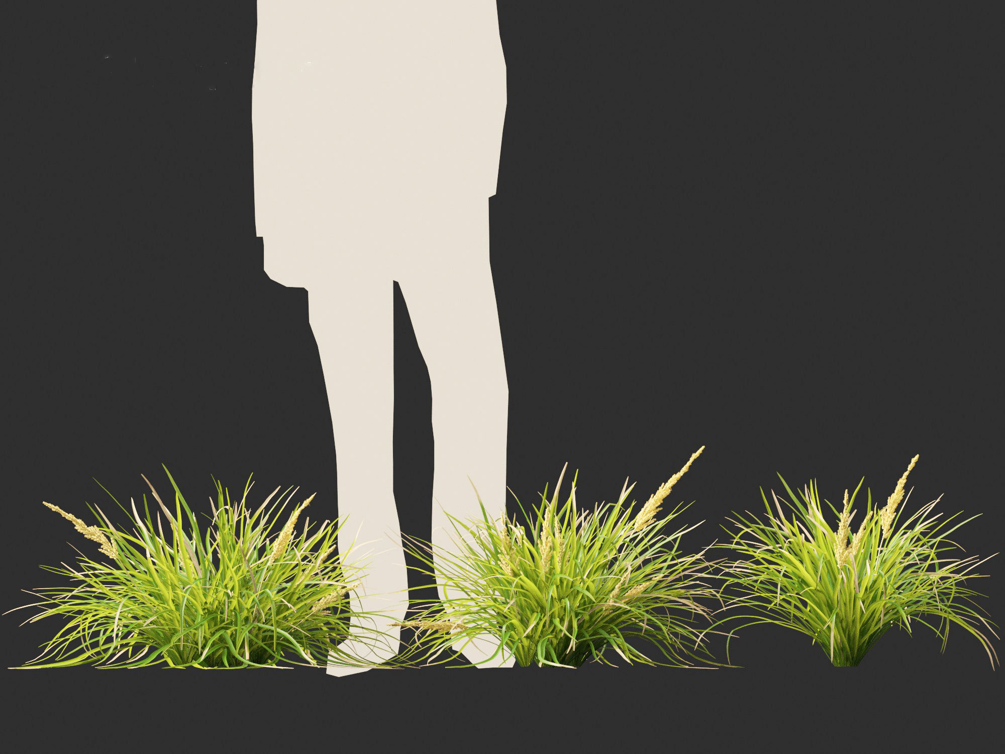 Lomandra longifolia - Spiny-head mat-rush  3D model_10