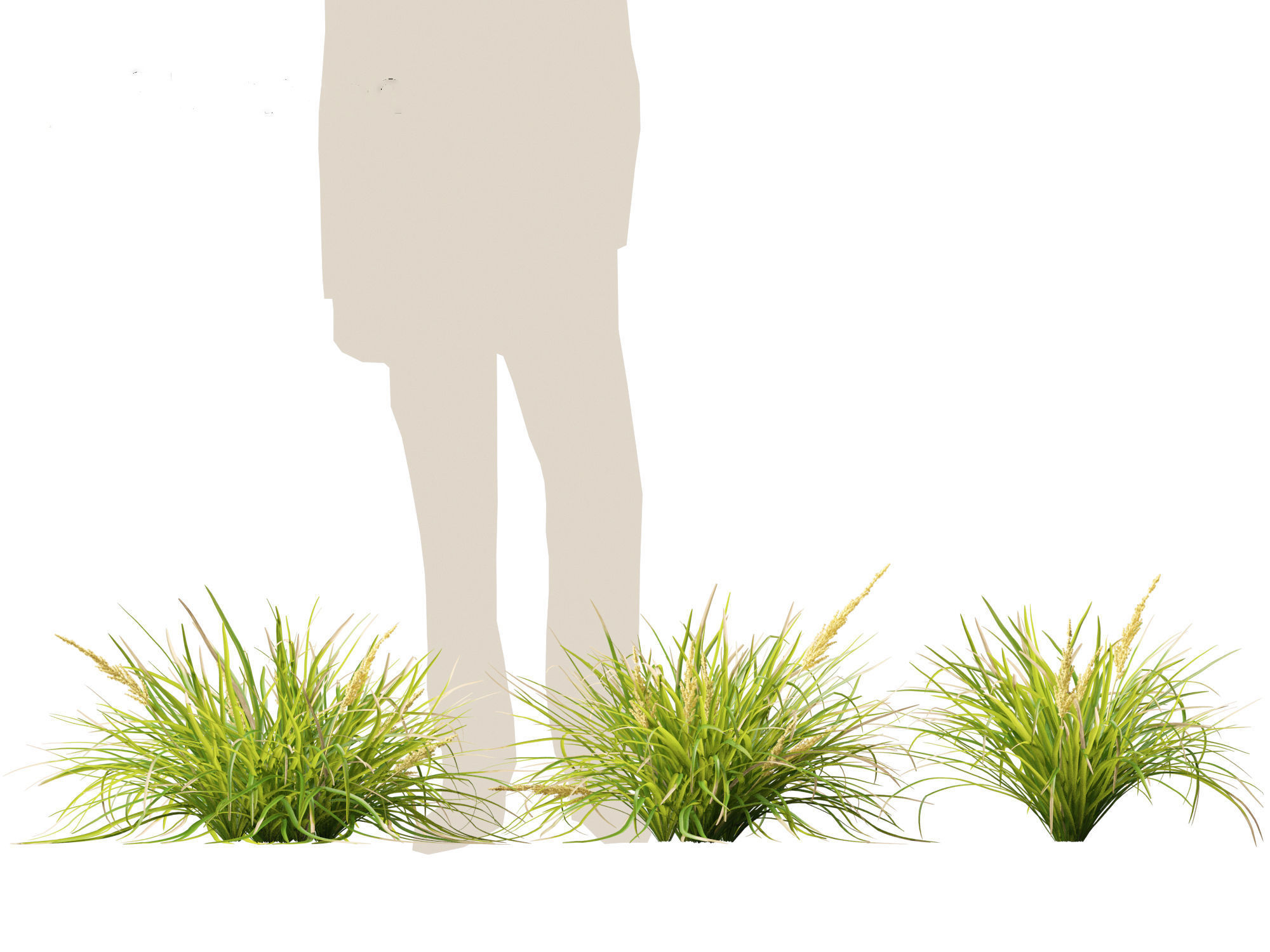 Lomandra longifolia - Spiny-head mat-rush  3D model_9