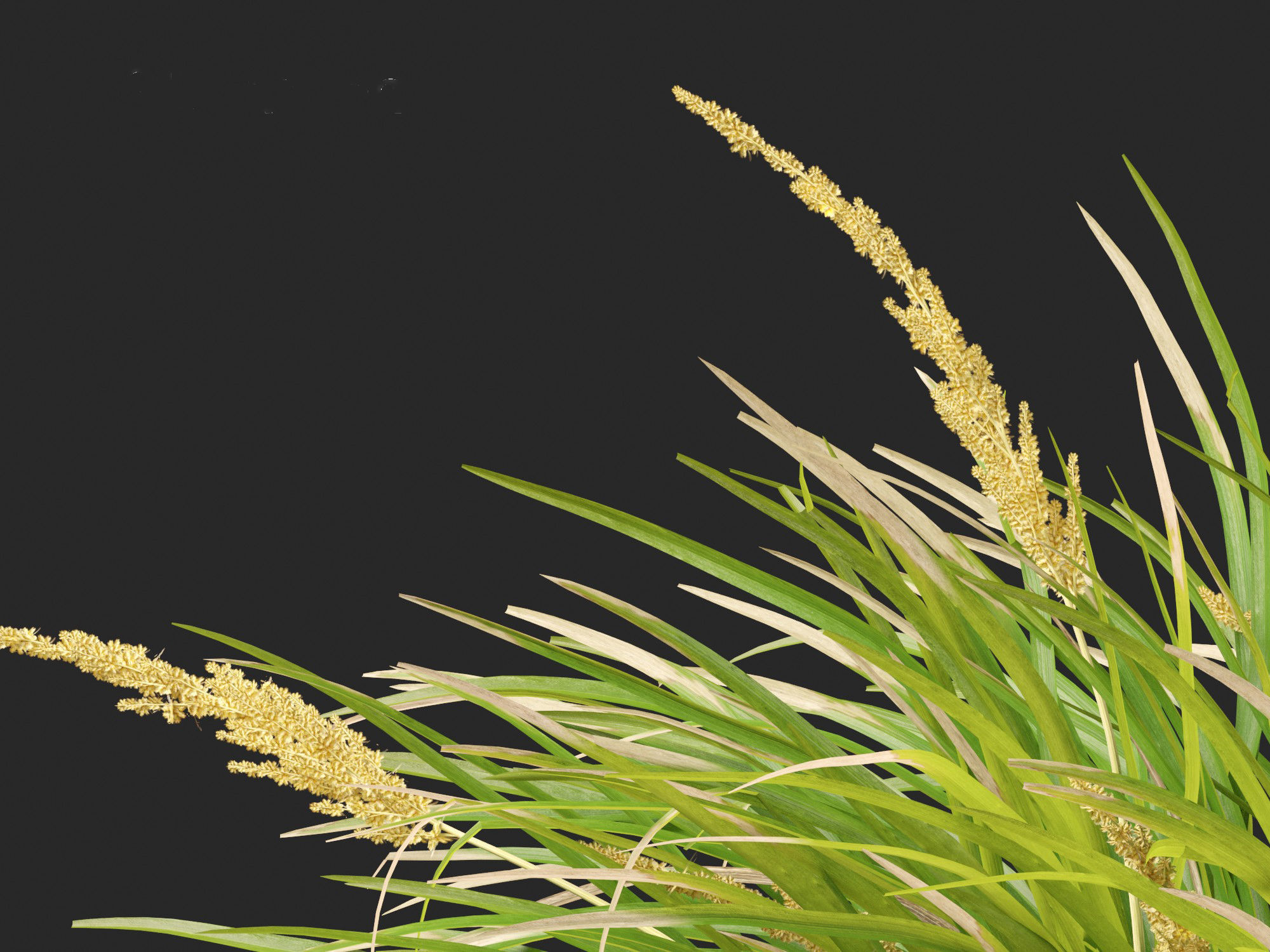 Lomandra longifolia - Spiny-head mat-rush  3D model_5