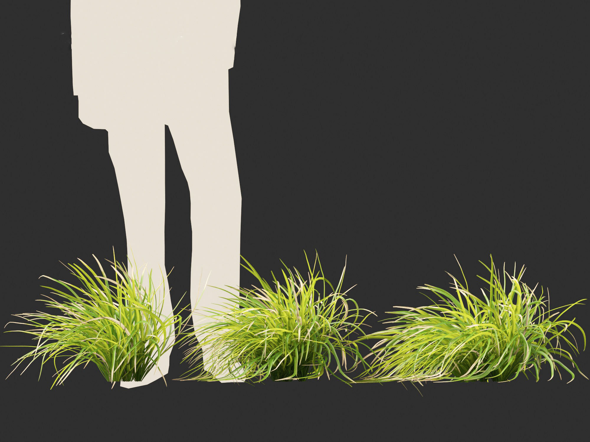 Lomandra longifolia - Spiny-head mat-rush  3D model_12