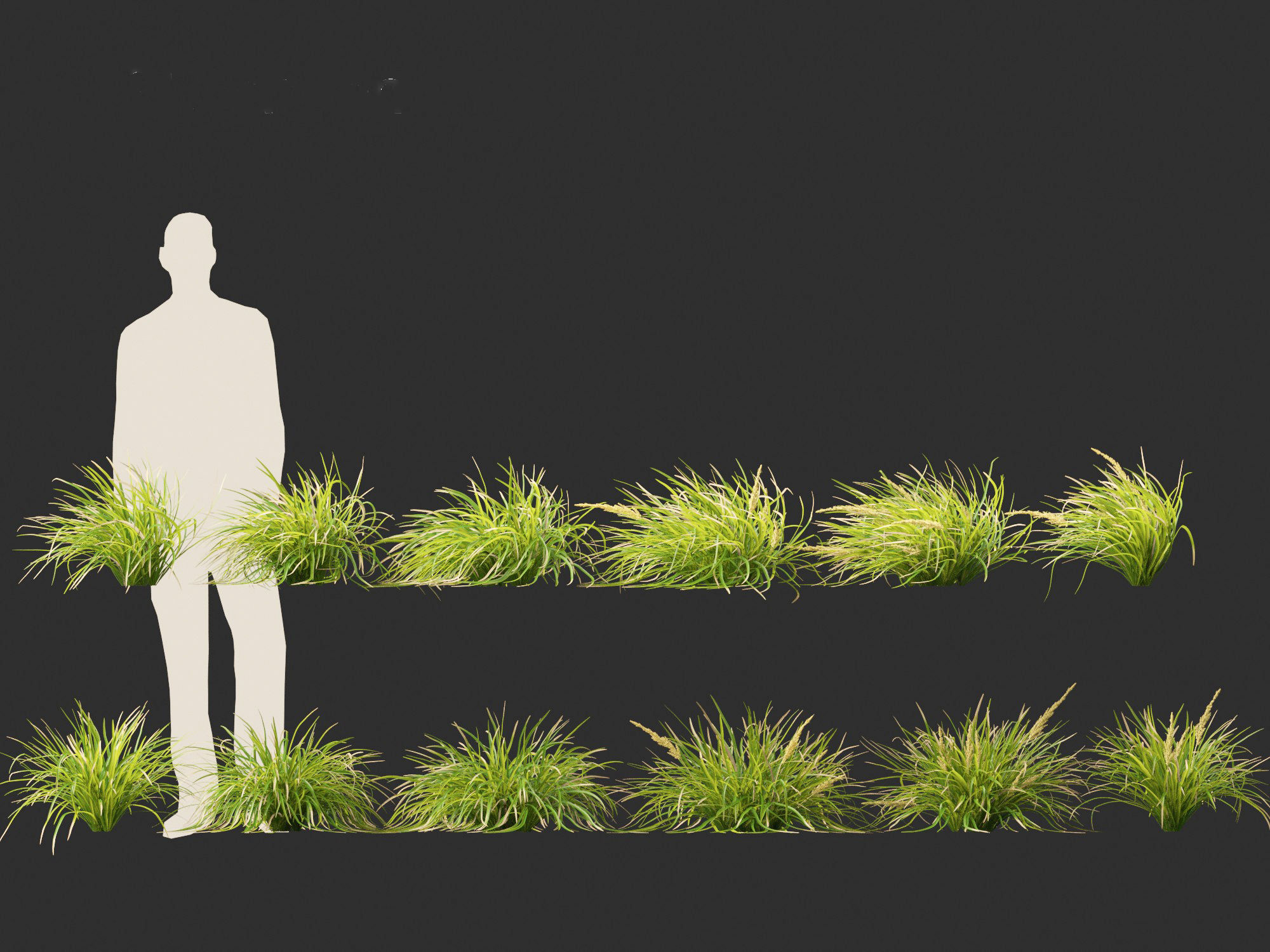 Lomandra longifolia - Spiny-head mat-rush  3D model_6