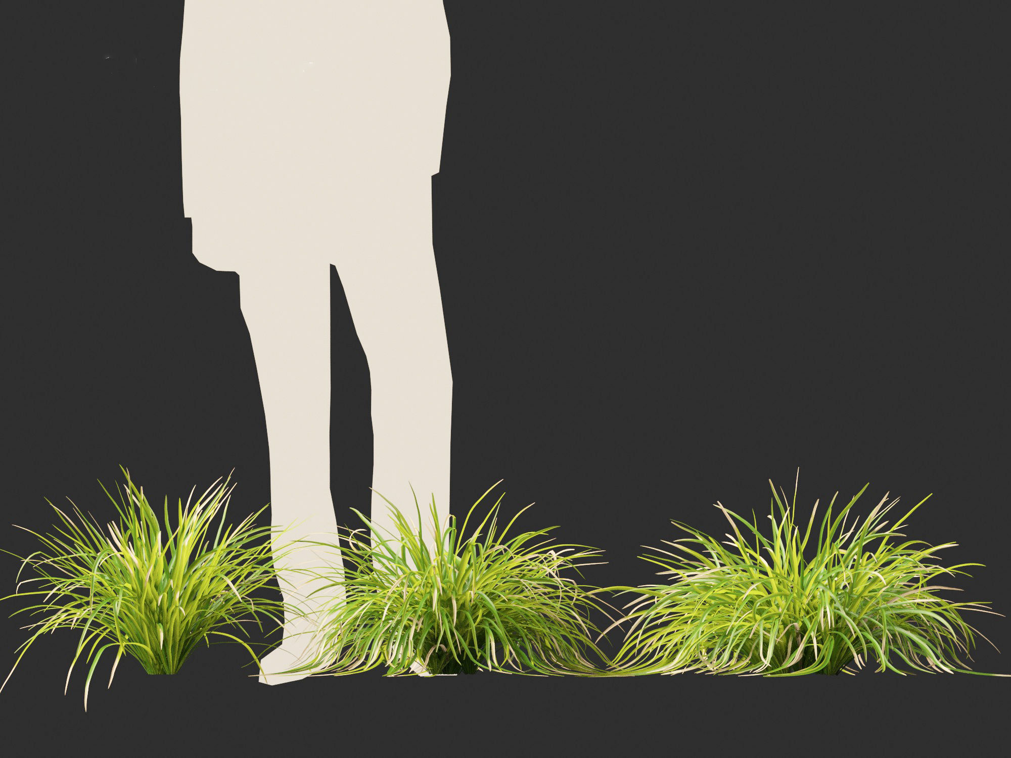 Lomandra longifolia - Spiny-head mat-rush  3D model_8