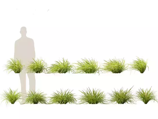 Lomandra longifolia - Spiny-head mat-rush 