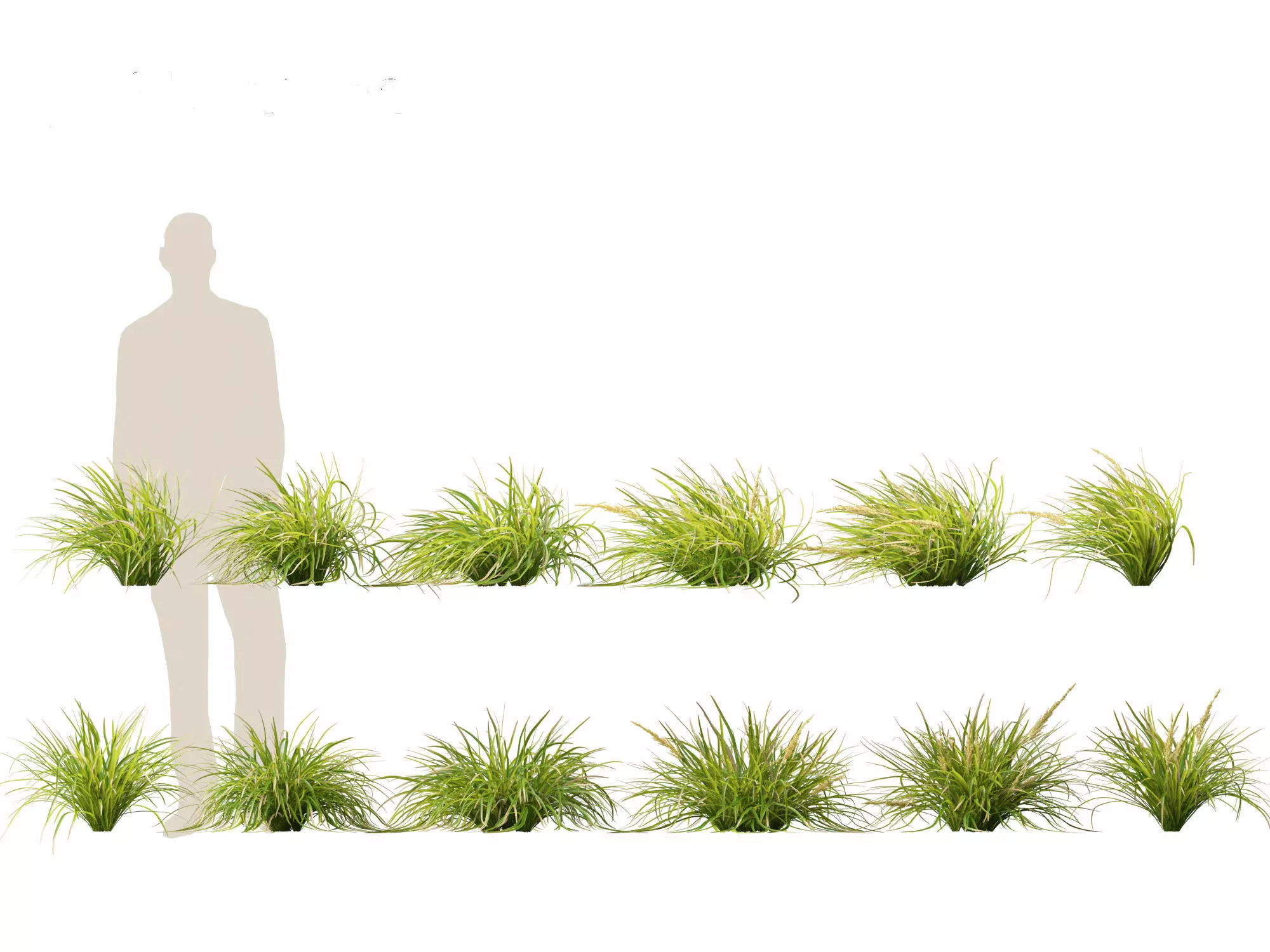 Lomandra longifolia - Spiny-head mat-rush  3D model_0