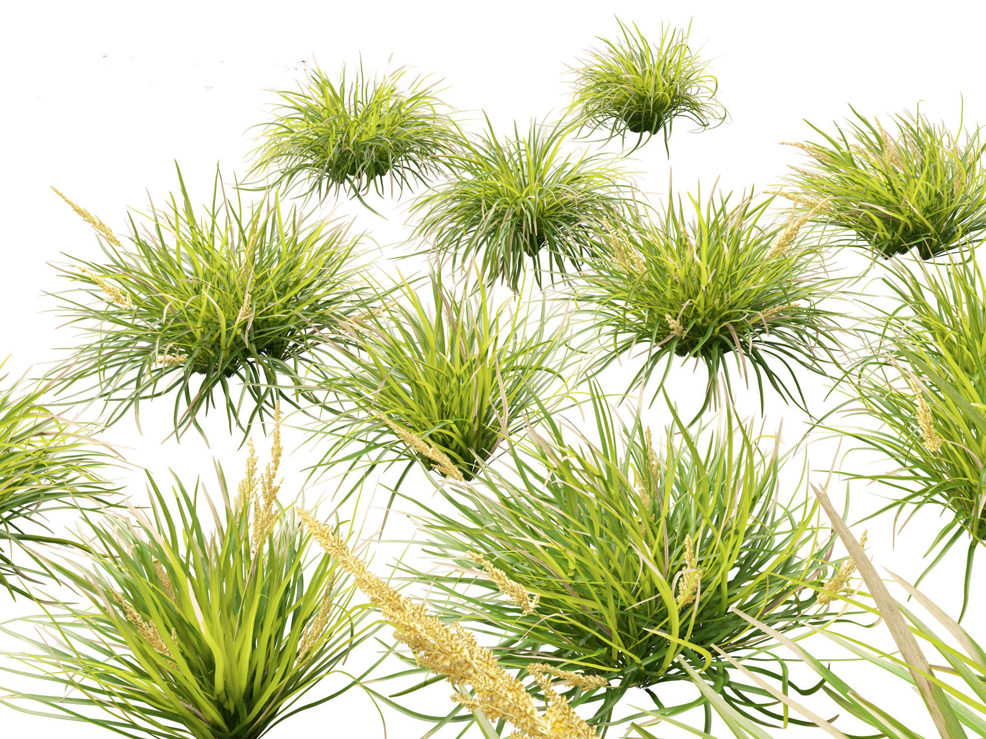 Lomandra longifolia - Spiny-head mat-rush  3D model_2